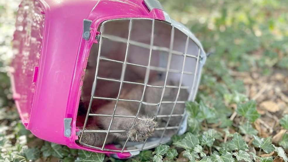 Einfach abgelegt: Die Katzenbox mitsamt dem toten Tier fand Barbara Deppe in ihrer Hofeinfahrt. Foto: G. Meyer