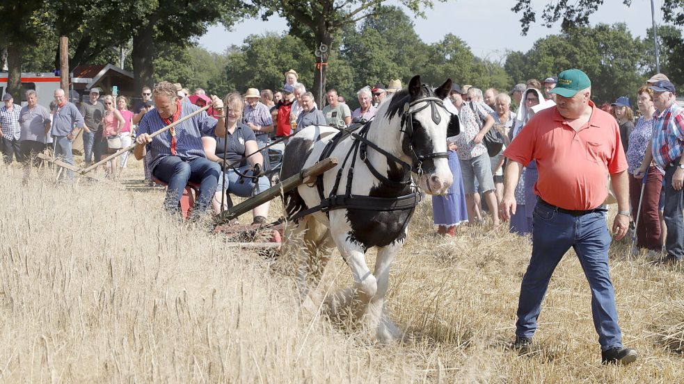 Die Traditionsveranstaltung „Kornmähen in Aperberg gibt es am kommenden Wochenende. Die gesamte Ernte vom Mähen bis zum Dreschen wird gezeigt. Foto: Passmann