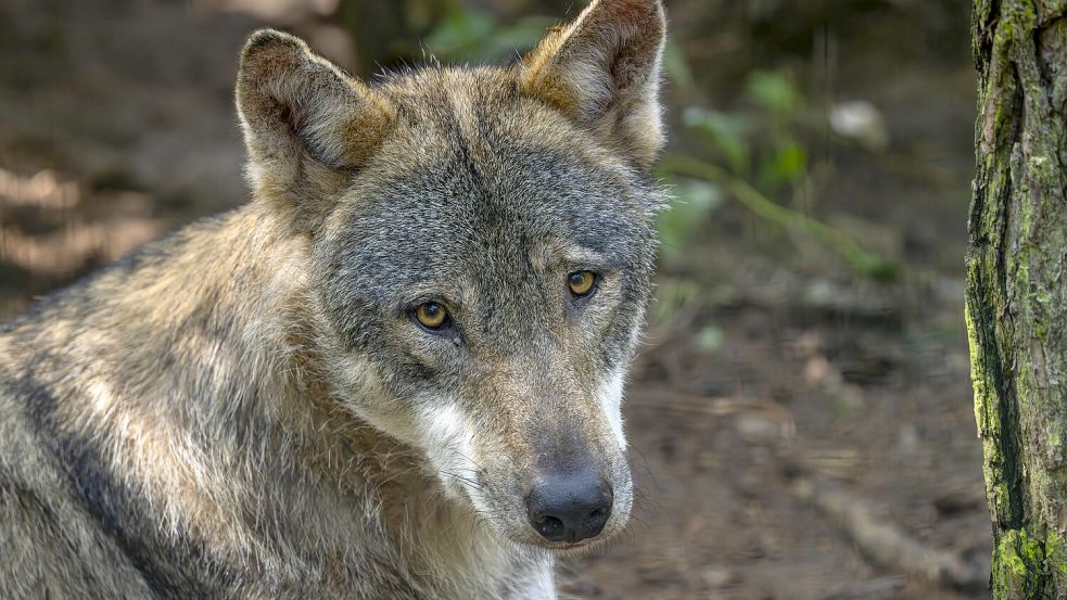Der Wolf ist nicht das Wildtier mit dem größten Akzeptanzproblem. Laut einer Studie im Auftrag der Deutschen Wildtierstiftung ist beispielsweise das Wildschwein noch unpopulärer. Foto: IMAGO/Hohlfeld