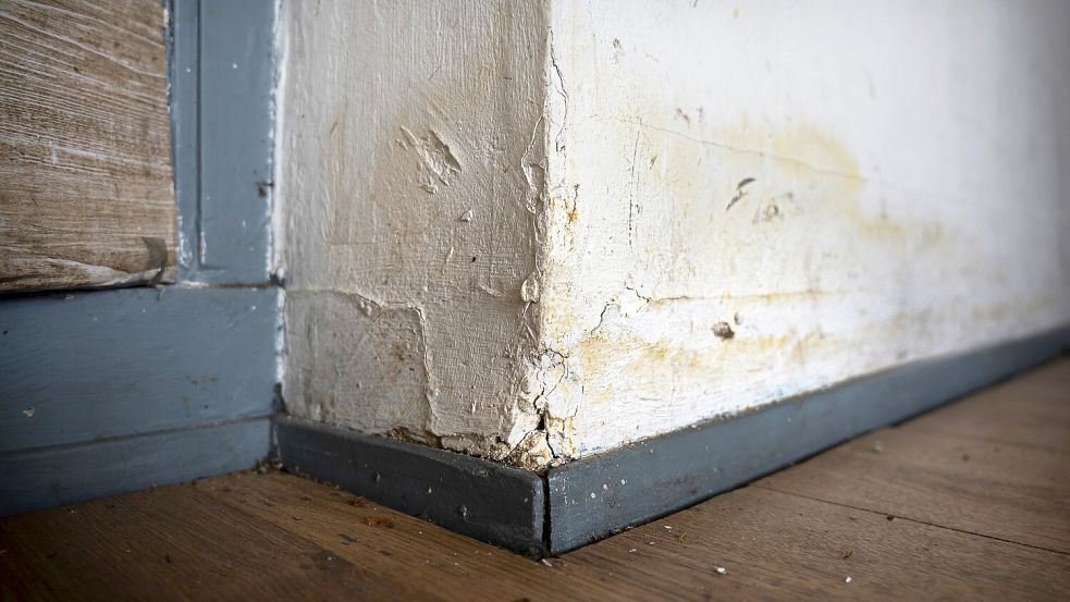 Schimmel und anderes ist ebenfalls keine Seltenheit im Haus. Foto: Corné Sparidaens