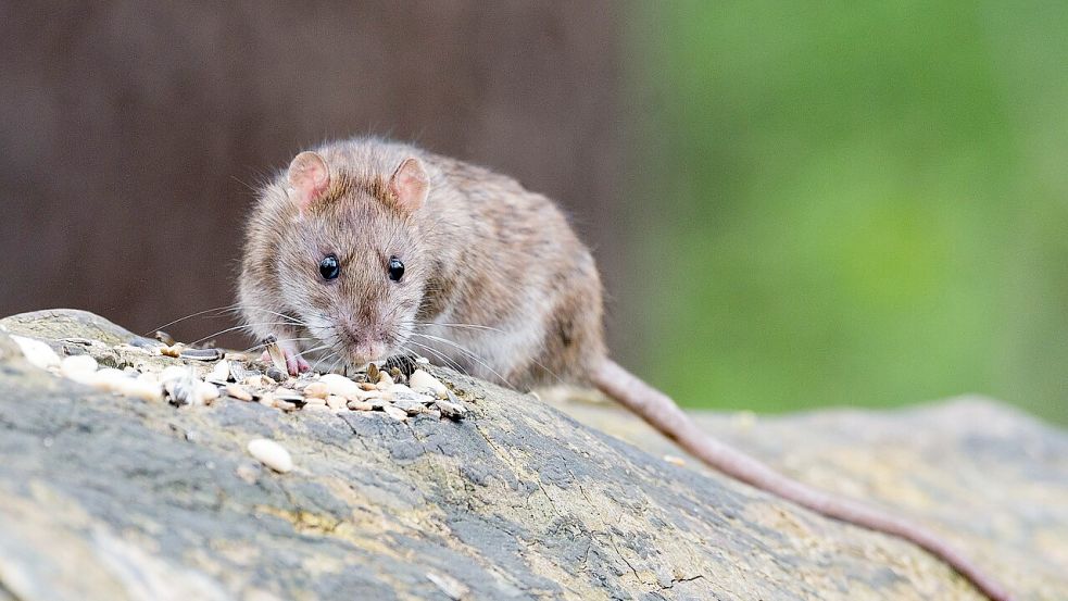 Ratten finden in der Nähe von Menschen oft besonders gut Nahrung. Wenn man nicht aufpasst, breiten sie sich schnell aus. Foto: wolfgangvogt_lb