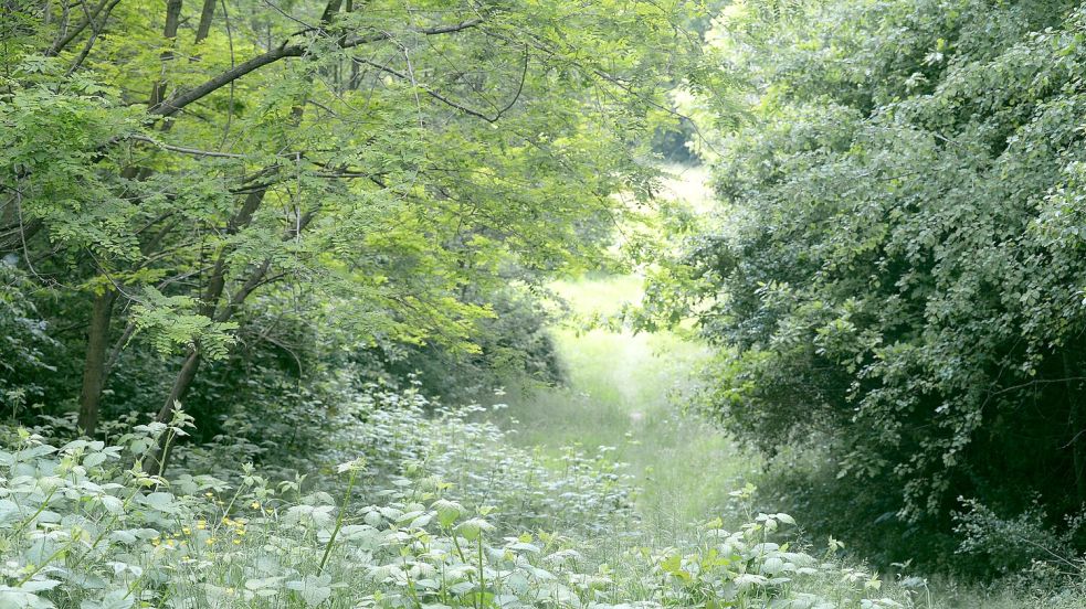Über die Jahre ist ein grünes Dickicht gewachsen. Das soll ausgelichtet werden, aber möglichst viele Bäume sollen bleiben. Foto: Lüppen/Archiv