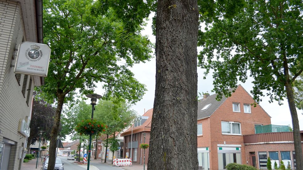 Auch zentral in Barßels Ortsmitte haben sich in den Straßenbäumen Eichenprozessionsspinner angesiedelt - so wie hier an der Langen Straße. Archivfoto: Fertig