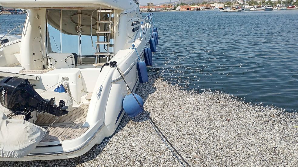 Greek authorities have started collecting hundreds of thousands of dead fish that poured into a tourist port in the cent Foto: IMAGO/Cover-Images