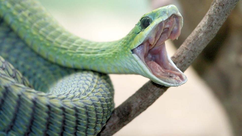 Foto einer „Boomslang“: Ihr Gift verursacht innere Blutungen. Foto: imago images/YAY Images