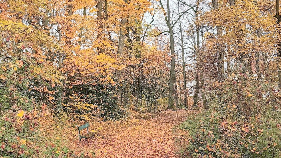 Im Wald kein Problem und schön anzusehen: Laub. Symbolfoto: Pixabay