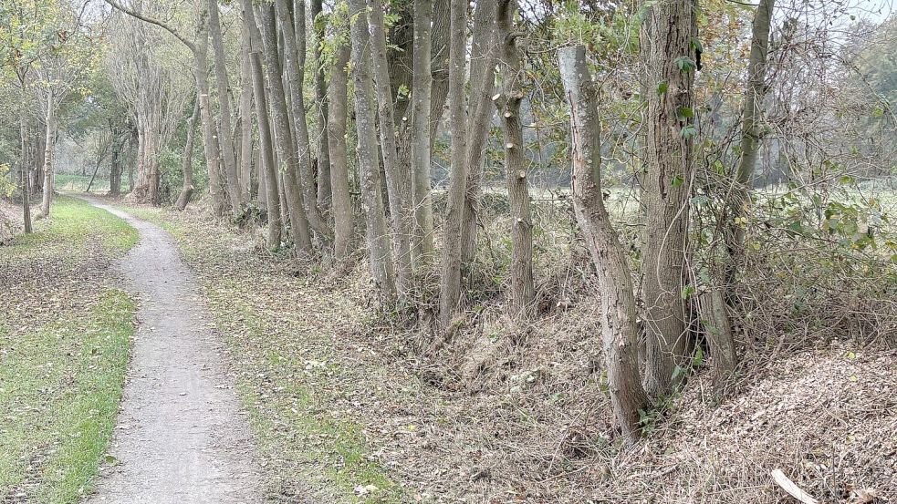 Ihrens Ortsratsmitglied Angelika Kremers kritisierte den starken Rückschmitt und das Fällen von mehreren Bäumen am Ostfriesland-Wanderweg zwischen Patersweg-Nord und Schottweg (Foto). Kremers sprach von einem „Kahlschlag“. Foto: Ammermann