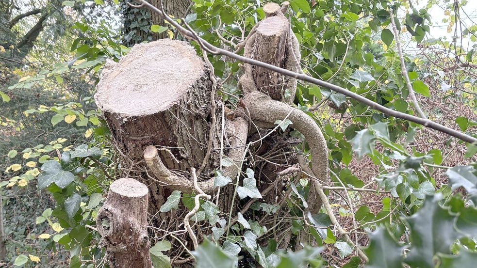 Auch mehrere Bäume wurden gefällt. Foto: Ammermann