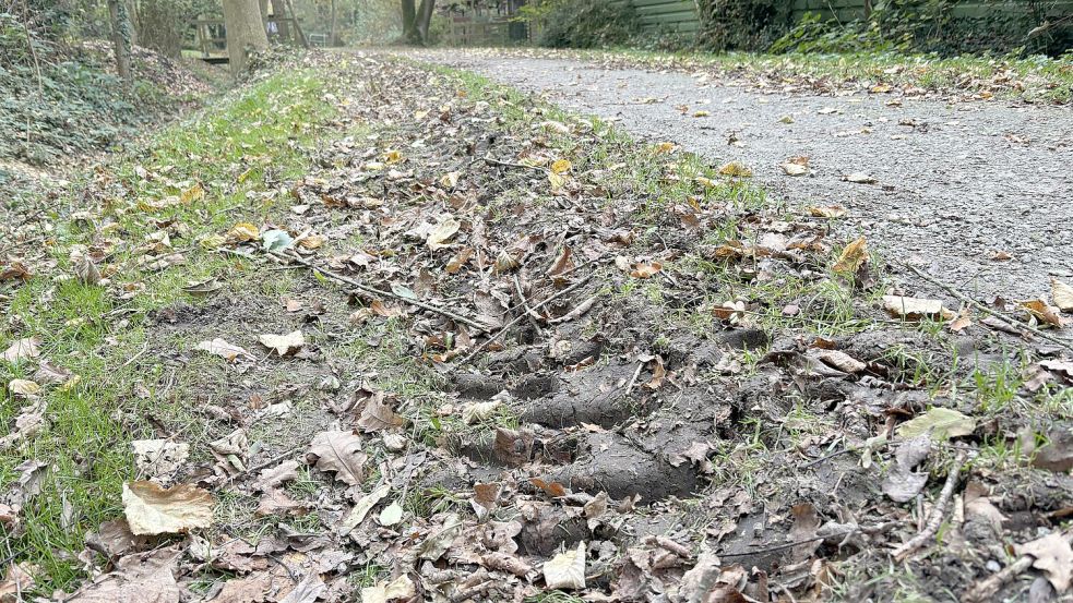 Entlang eines Teilabschnitts des Wanderwegs wurden Bäume und Büsche beschnitten. Das dafür eingesetzte schwere Gerät hat Spuren hinterlassen. Foto: Ammermann