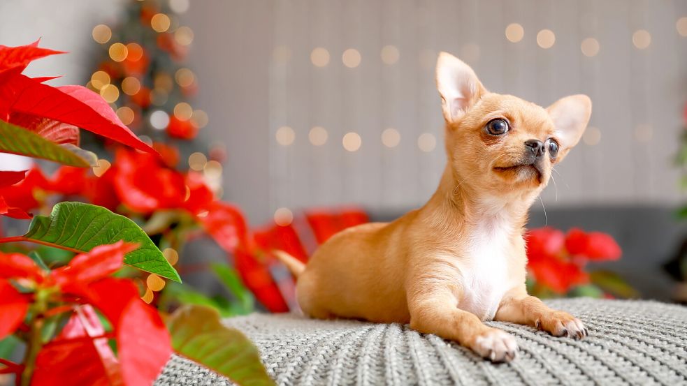 Weihnachtssterne sollte man außer Reichweite von Haustieren bringen - sie sind für diese giftig. Foto: Imago/Depositphotos