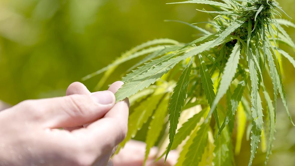 Hannover/Kiel Karte zeigt In diesen Cannabis Social Clubs darf