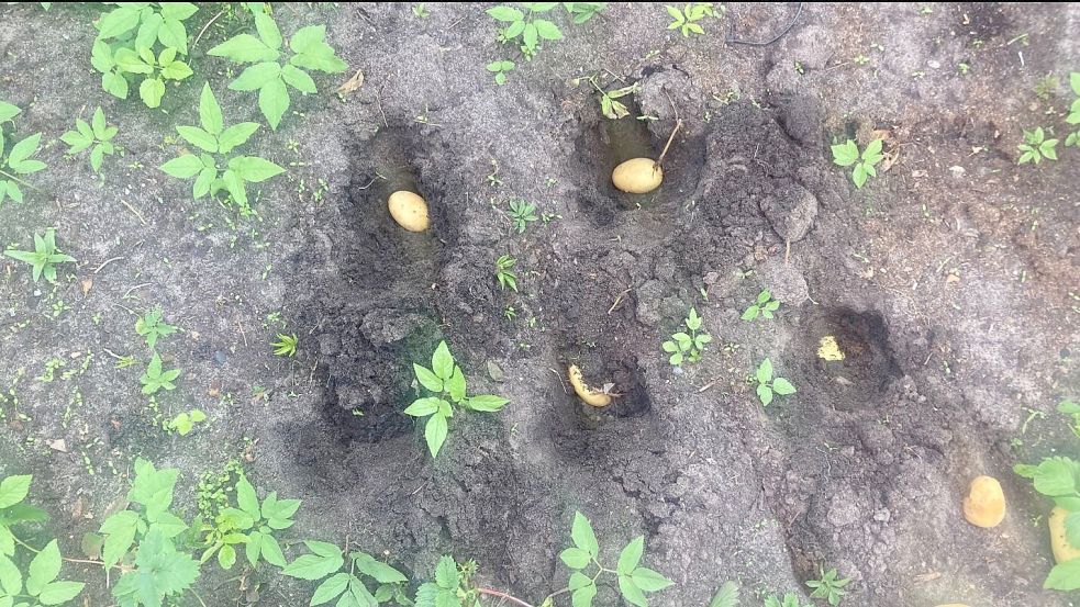 Kartoffeln im Abstand von 20 bis 30 Zentimetern Abstand in den Erdboden gelegt, sollen dem Giersch das Leben schwer machen. Doch auch hier gilt der Grundsatz der Nachhaltigkeit. Vielleicht muss im kommenden Jahr nachgesteuert werden. Gutes Beobachten hilft. Foto: Klaus Plath