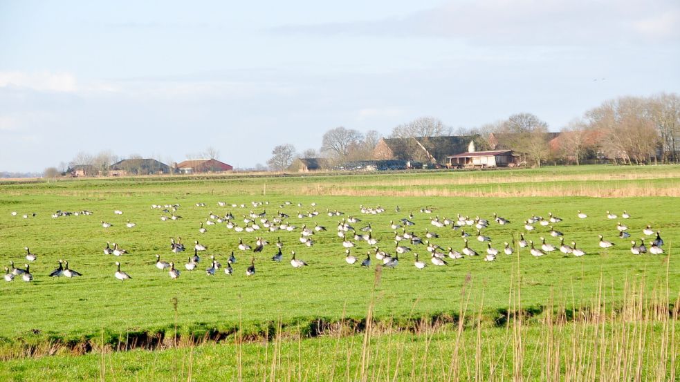 Das Rheiderland ist vom Herbst bis zum Frühjahr eines der Hauptrastgebiete für Wildgänse. Auf dem Grünland fressen sie sich Fettreserven an für den Weiterflug in die arktischen Brutgebiete. Foto: Gettkowski/Archiv