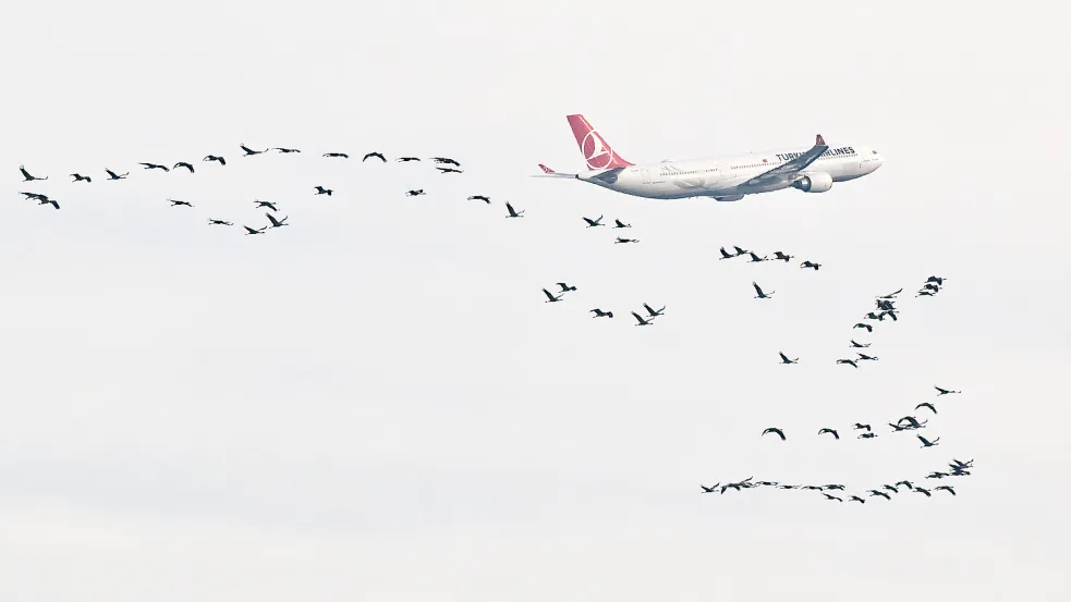 Vogelschlag als tödlicher Faktor? So groß ist das Risiko für Flugzeuge weltweit. Foto: dpa/Patrick Pleul