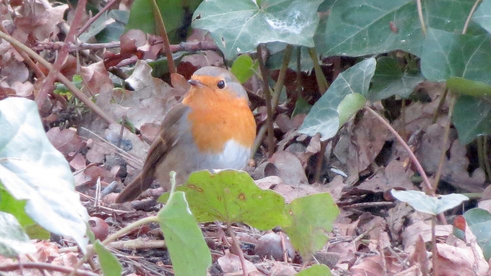Auch ein Rotkehlchen ist zu Gast im winterlichen Garten. Foto: Berends-Lüürßen