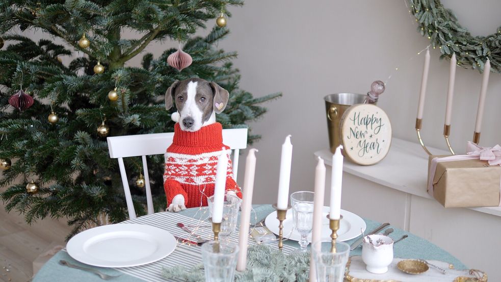 Auch unsere flauschigen Freunde werden an Weihnachten verwöhnt. Einige Lebensmittel sollten Sie aber dringend von dem Speiseplan ihres Tieres streichen. Foto: Imago/Depositphotos
