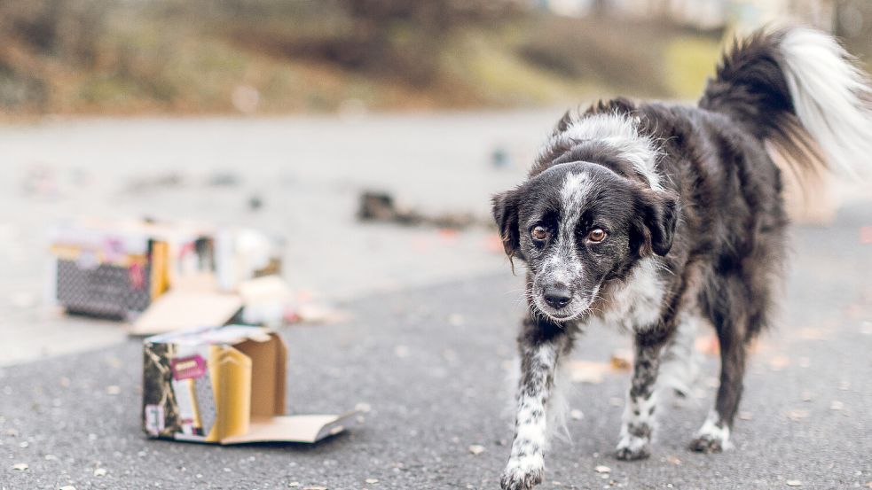 Für viele Menschen ist die Knallerei an Silvester ein Spaß, für die meisten Tiere der reinste Horror. Foto: Tasso e.V.