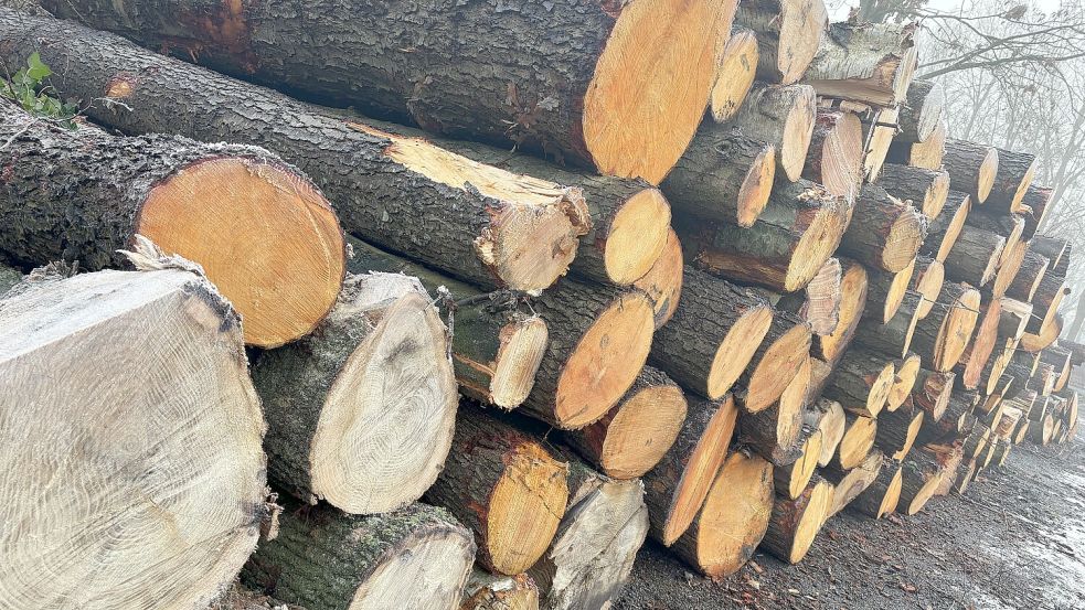 Die größeren Stämme liegen bereits zurechtgeschnitten auf dem Parkplatz bereit. Sie werden über die Oldenburger Holzvermarktung vertrieben. Foto: Janßen
