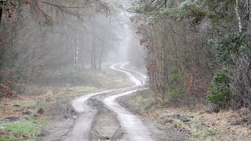 Im Eleonorenwald bei Vrees sind die Windkraftanlagen geplant. Foto: Moormann