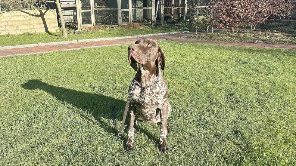 Hündin Bea hat bereits einige Prüfungen als Jagdhund gemeistert. Foto: Löschen