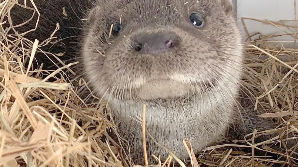 Der kleine Fischotter wurde auf den Namen „Herkules“ getauft und lebt sich zurzeit im Wildtier- und Artenschutzzentrum ein. Foto: Christian Erdmann