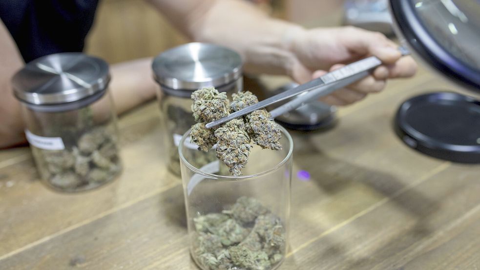 Bis zur ersten Ernte dauert es vielerorts noch: Cannabis Social Clubs warten auf Genehmigung. Foto: IMAGO/Shotshop