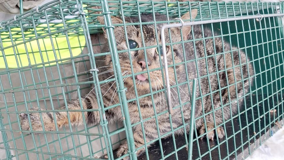 In die Lebendfalle ist diese streunende Katze dem Pfötchennotdienst jetzt in der Gemeinde Westoverledingen gegangen. Oft können diese Tiere nicht vermittelt werden, weil sie sich nicht zähmen lassen. Foto: privat