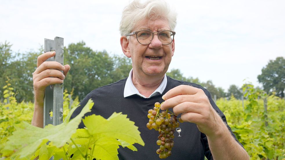 Professor Torsten Oltmanns, Vorsitzender der Ersten Ostfriesischen Winzergenossenschaft, freut sich sehr über die Qualität der ersten Ernte. Archivfoto: Hagewiesche