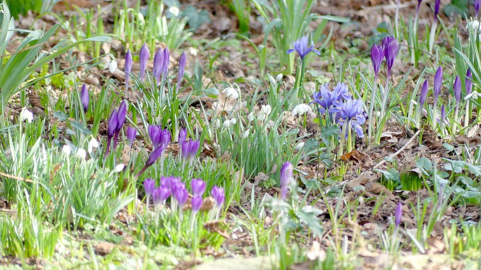 Krokuss, Iris reticulata, Schneeglöckchen und Cyclamen sind wichtige Blumen für Insekten. Foto: Berends-Lüürßen