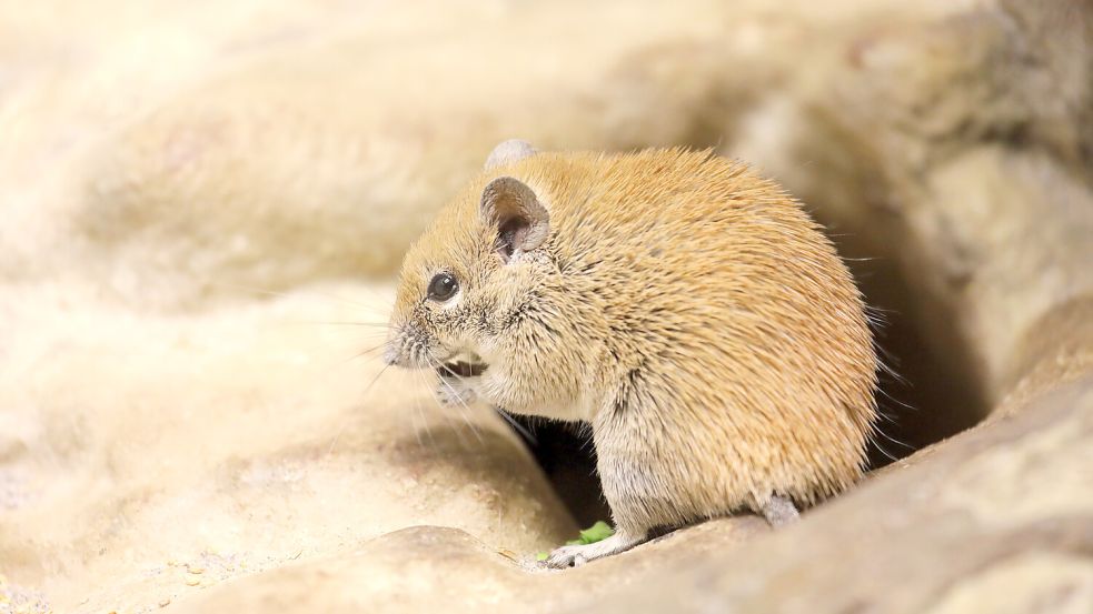 Die Maus ist nur eine von vielen Tierarten, die es mit der eigenen Sauberkeit und der Sauberkeit ihrer Umgebung sehr genau nimmt. Foto: IMAGO/Panthermedia