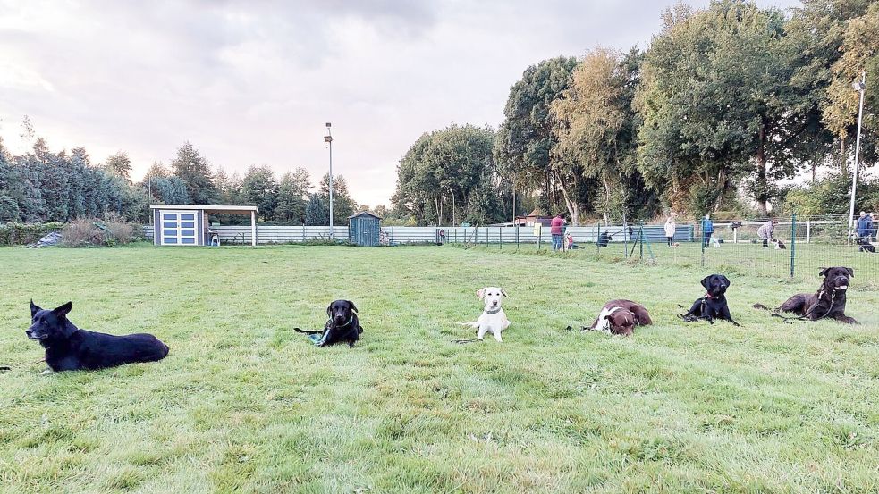 Während des Gruppentrainings lernen die Hunde das Kommando „Unterordnung“ Foto: IRJGV: