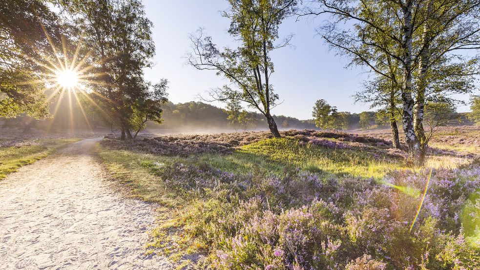 Der Heidschnuckenweg durch die Lüneburger Heide ist bei Wanderern besonders während der Heideblüte sehr beliebt. Foto: IMAGO/Westend61