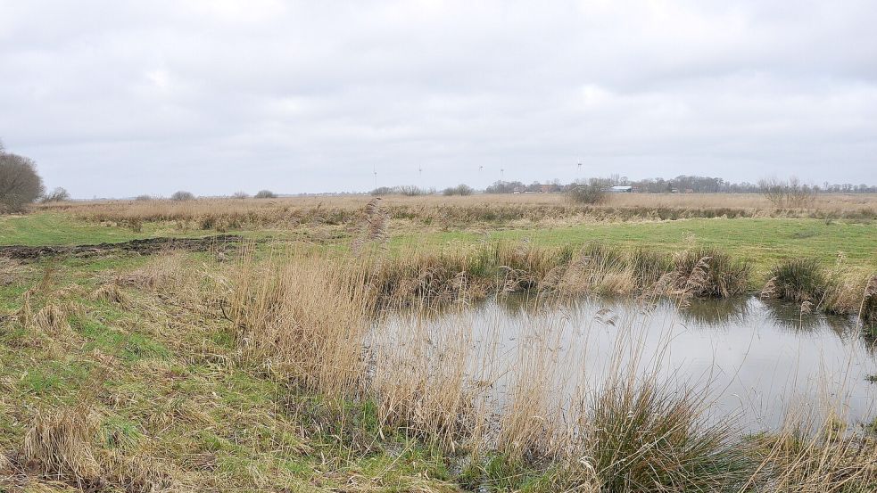 Für die früher von Heckrindern und Koniks beweideten Flächen des früheren Nabu-Beweidungsprojekts in Thedingaer Vorwerk und Coldam sucht die Stadt neue Pächter. Foto: Wolters