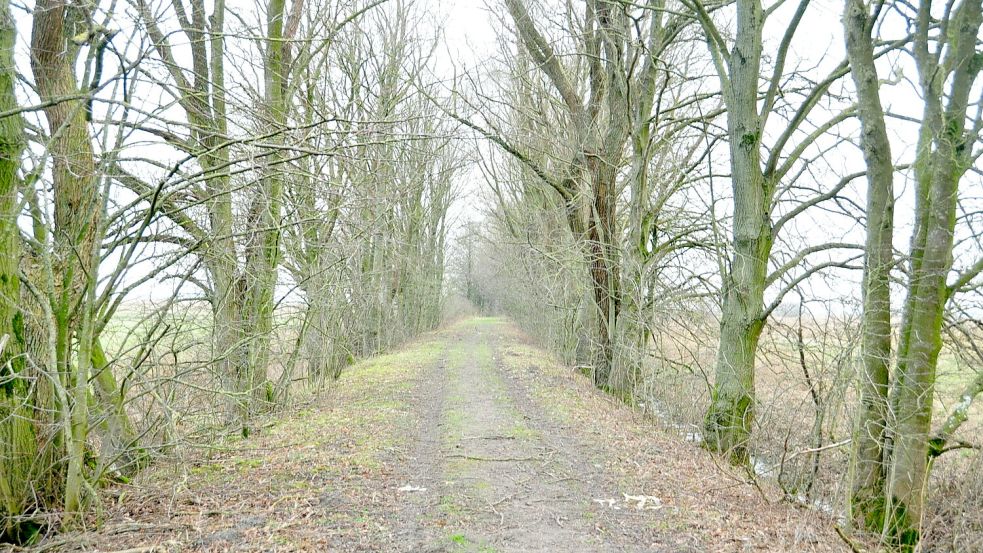 Die Stadt Leer hatte ursprünglich vor, einen Rundweg um das Weidegebiet herum anzulegen. Laut Stadtsprecherin Carmen Radtke werden diese Pläne nicht weiterverfolgt. Foto: Wolters