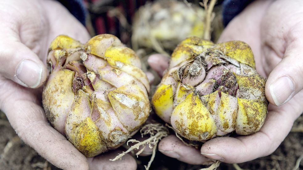 Lilienzwiebeln haben keine schützende Schicht und trocknen an der Luft recht schnell aus. Deshalb macht frühe Pflanzung Sinn. Foto: fluwel.de