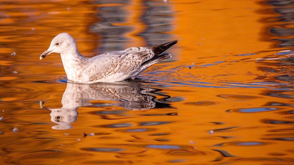 Temperaturen bis 20 Grad sind am Wochenende in Deutschland möglich. Foto: Jens Büttner/dpa