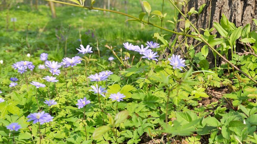 Die violettblauen Strahlen-Anemonen (Anemone blanda) sehen zart aus, sind aber wie alle Frühlingsanemonen echte Kämpfernaturen: Wurzelkonkurrenz macht ihnen nichts aus, sie wachsen munter bis an den Stamm der Gehölze heran. Foto: GMH/Annemarie Eskuche
