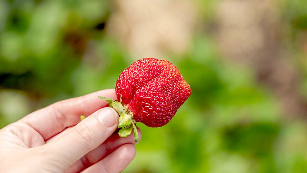 In den sozialen Medien findet derzeit ein Hype um eine besondere Erdbeere statt (hier ein Symbolbild). Sie kostet 18 Euro pro Stück. Foto: IMAGO/Zoonar.com/Iuliia/Zavalishina