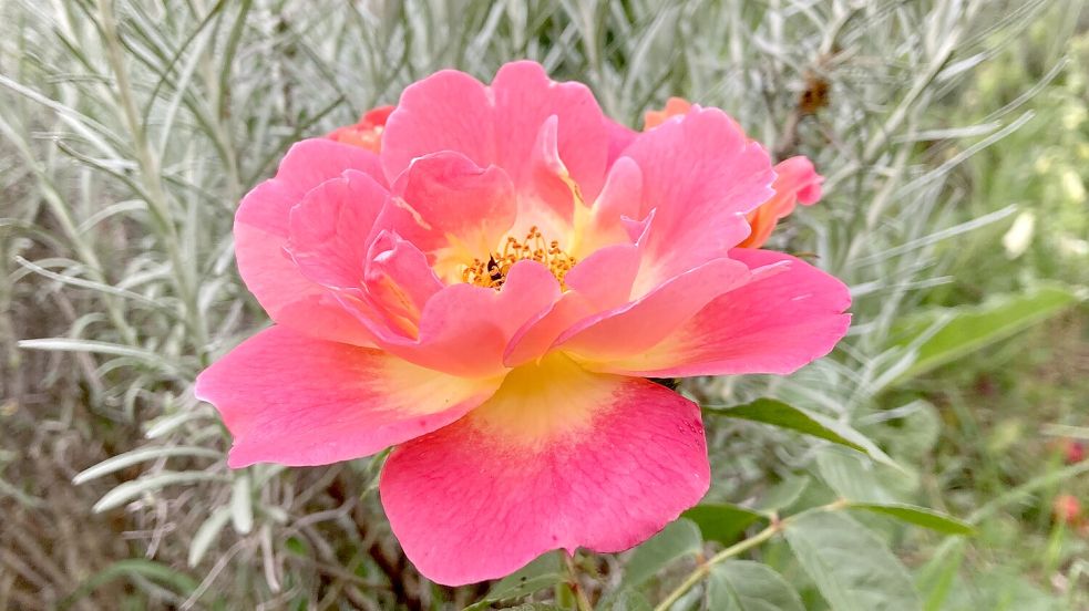 Damit Rosen im Sommer schön blühen, sollte man sie zur richtigen Zeit zurückschneiden. Dabei gibt es einiges zu beachten. Foto: Julia Kuhlmann