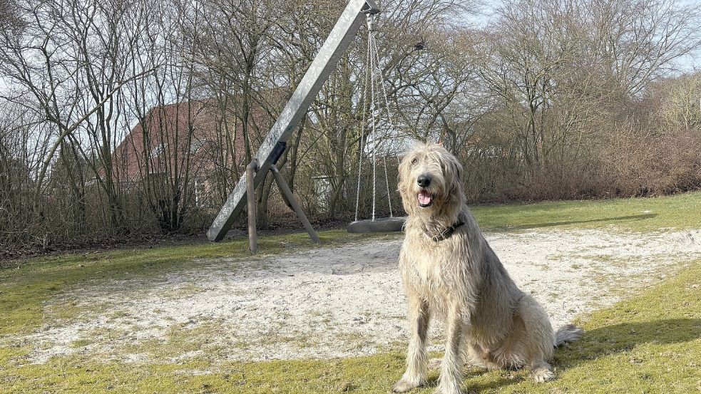 85 Kilo bringt der Irische Wolfshund Harvey auf die Waage. Foto: Löschen