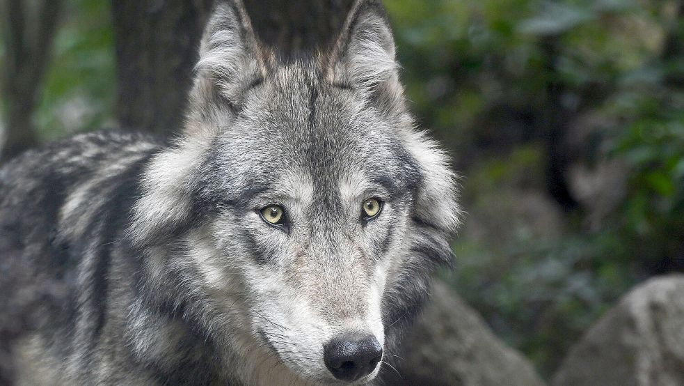 Kaum ein Wildtier in Deutschland polarisiert so wie der Wolf. Foto: Pixabay