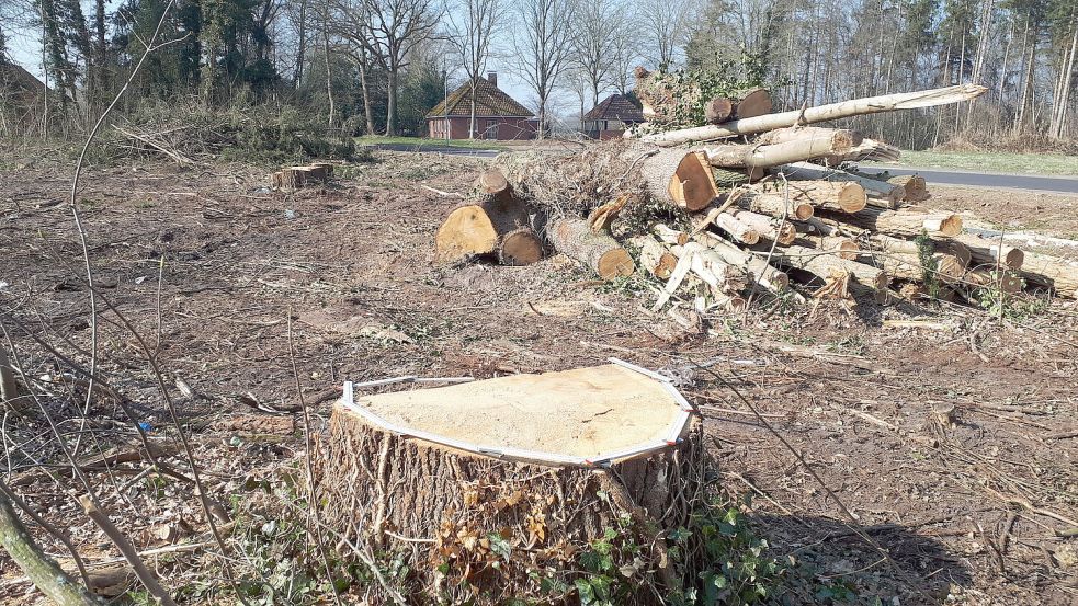 Das Wäldchen ist weg: Auf der Fläche wurden viele Bäume und Büsche entfernt. Foto: Klostermann