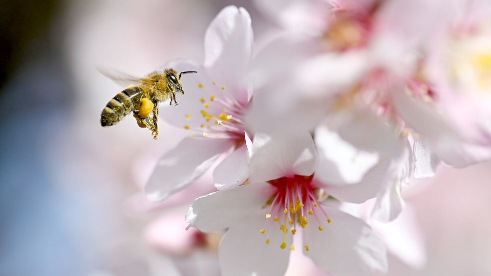 Der Frühling versteckt sich am Wochenende wieder etwas mehr. Foto: Uwe Anspach/dpa