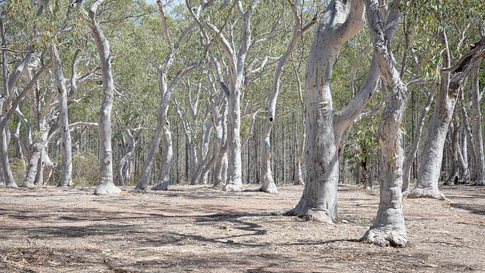 Der Belanglo State Forest ist ein Waldgebiet südlich von Sydney. Hier soll Ivan Milat mindestens sieben Touristen ermordet haben. Foto: IMAGO/Depositphotos
