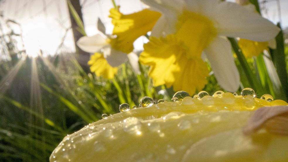 Nach langer Trockenzeit freuen sich die Blumen in den kommenden Tagen über Regen- und Sonnenphasen im Wechsel. Foto: IMAGO/ZUMA Pressdraht/Robin Loznak