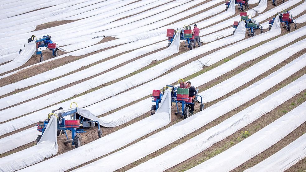 Spargelernte in Deutschland: Rund 243.000 Menschen aus dem Ausland arbeiteten 2023 auf deutschen Feldern (Archivbild). Foto: Jens Büttner/dpa