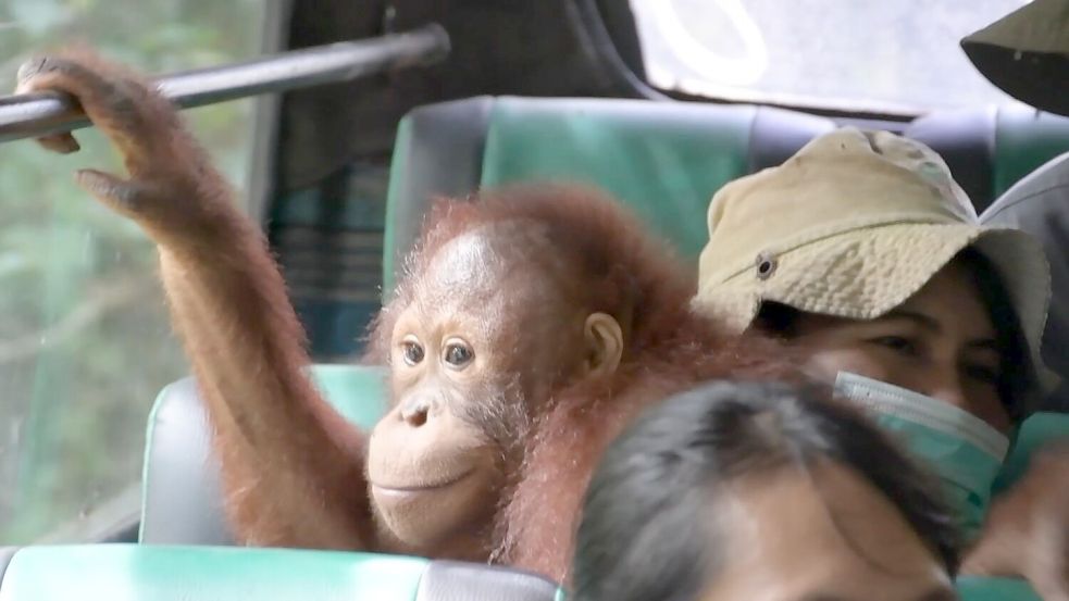 Unterwegs zum neuen Zuhause: Das Busfahren war für die Orang-Utans eine Neuheit. Foto: -/Bos Foundation/dpa