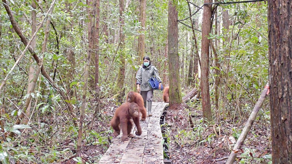 Neugierig erkunden die Waldschüler den Wald im neuen Zentrum. Foto: -/Bos Foundation/dpa