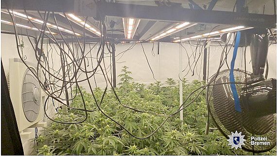 Statt einer Person in misslicher Lage fanden Polizisten in einer Wohnung 66 Cannabispflanzen. Foto: Polizei