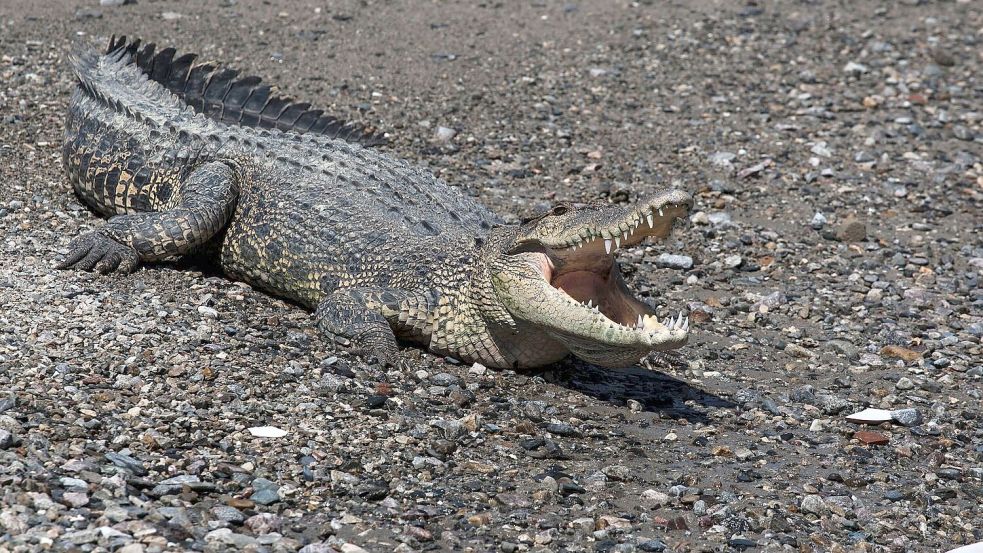 Immer wieder werden Fischer und Anwohner Opfer von Krokodilen. Foto: Muhammad Taufan/dpa
